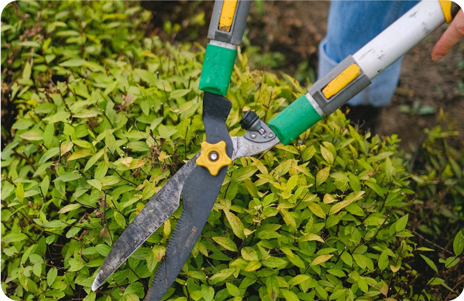 Garden and Pool Maintenance