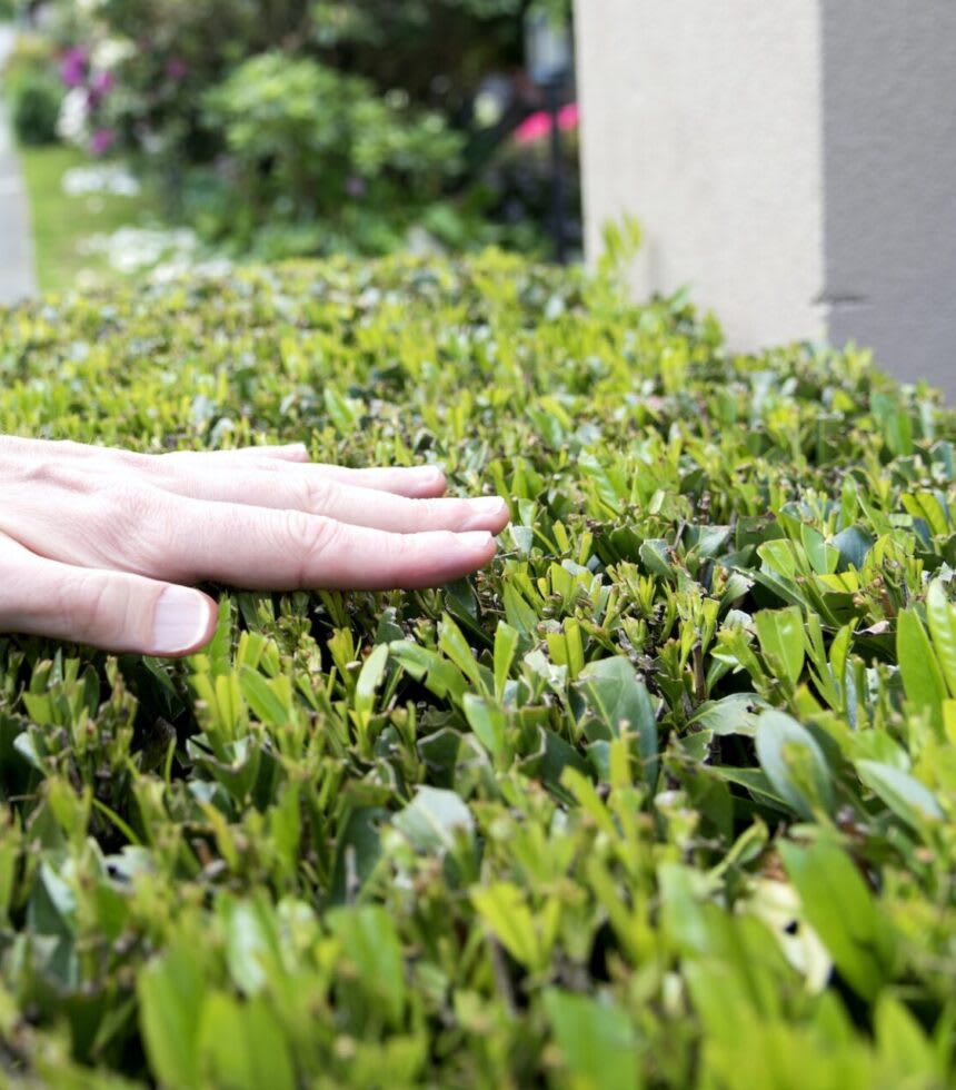 Hand over landscaped hedges Hand over landscaped hedges