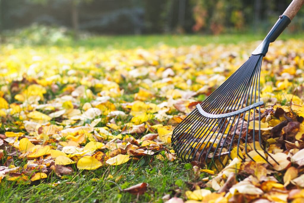 Fall Clean Up Services in Calgary: Preparing Your Lawn for Winter 2 iStock 1028251492 1024x684 1