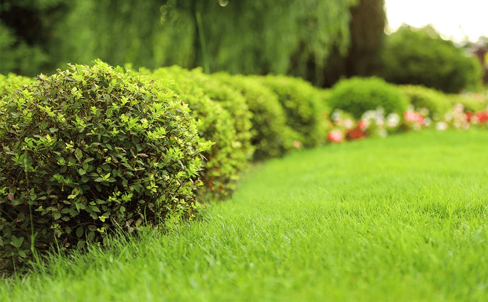 The Ultimate Guide to Somerset Junk Removal: Clearing Out Clutter Made Easy 1 dammannsgardencojulylawncarelonggrassandshrubs