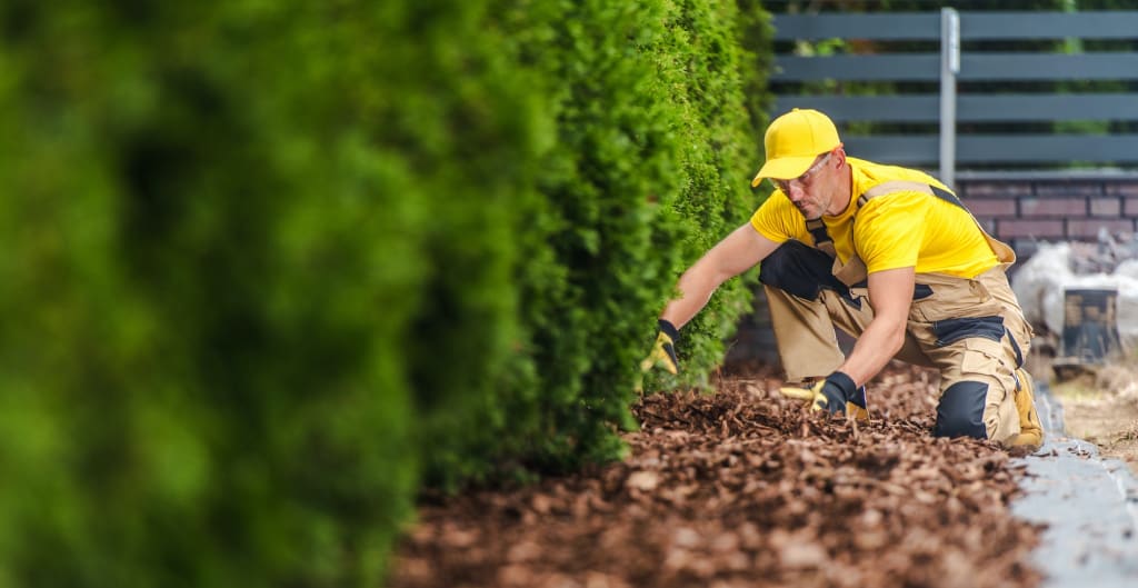 The Best Time for Topdressing in Calgary: A Seasonal Guide 4 Professional Gardener Arranging the Garden Mulch in the Front Yard