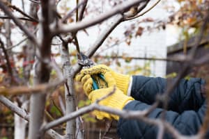 Yard work 2 Pruning trees in autumn garden. Human hands in gardening gloves hold pruner, gardener cuts dry