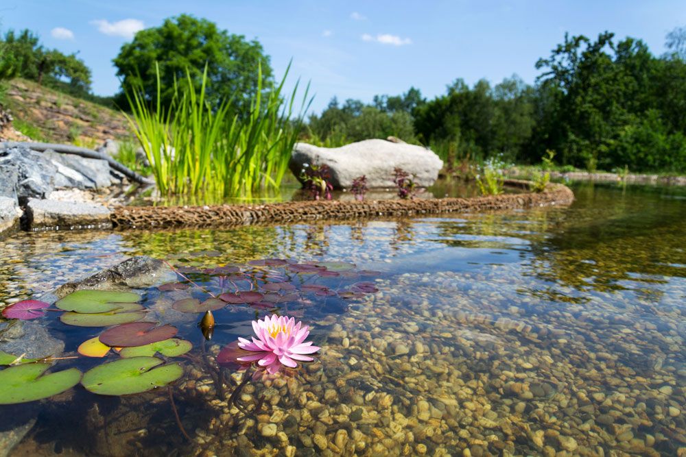 La piscine naturelle une avancée dans l'habitat écologique