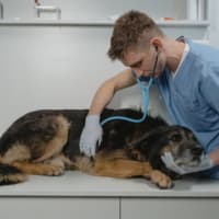 Consulta veterinaria completa, beneficio premium