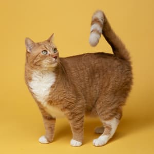 Gato como mascota registrada en Huellitas