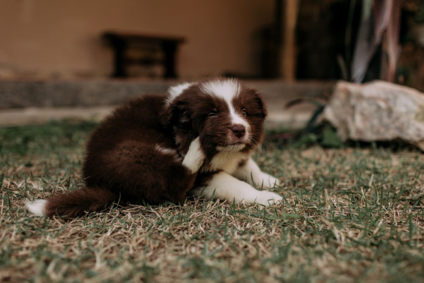 🐾 ¿Cómo puede tener pulgas mi perro si casi no sale de casa?