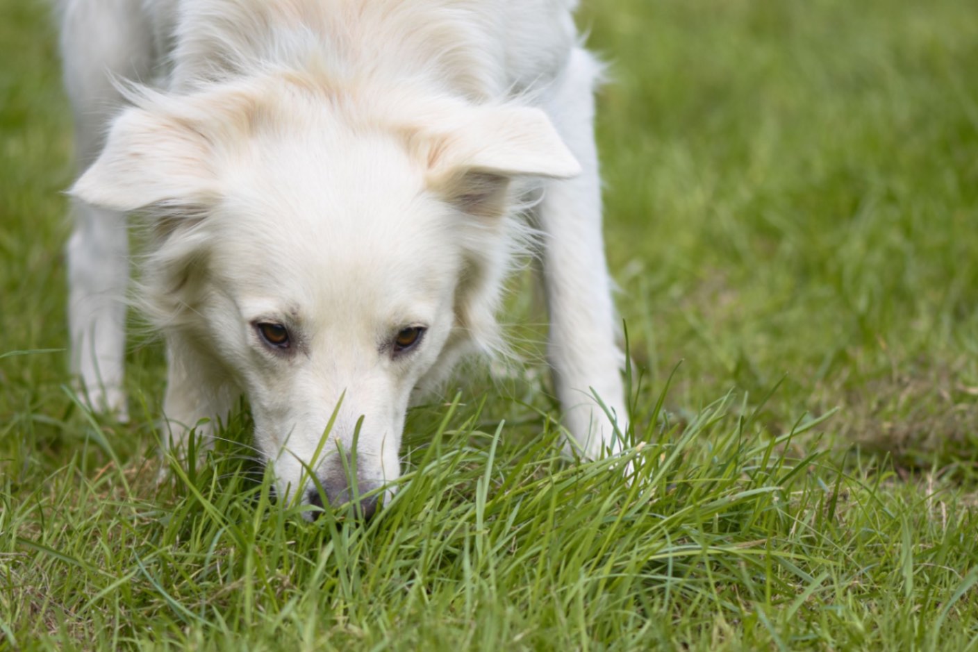 ¿Por qué los perros comen pasto?