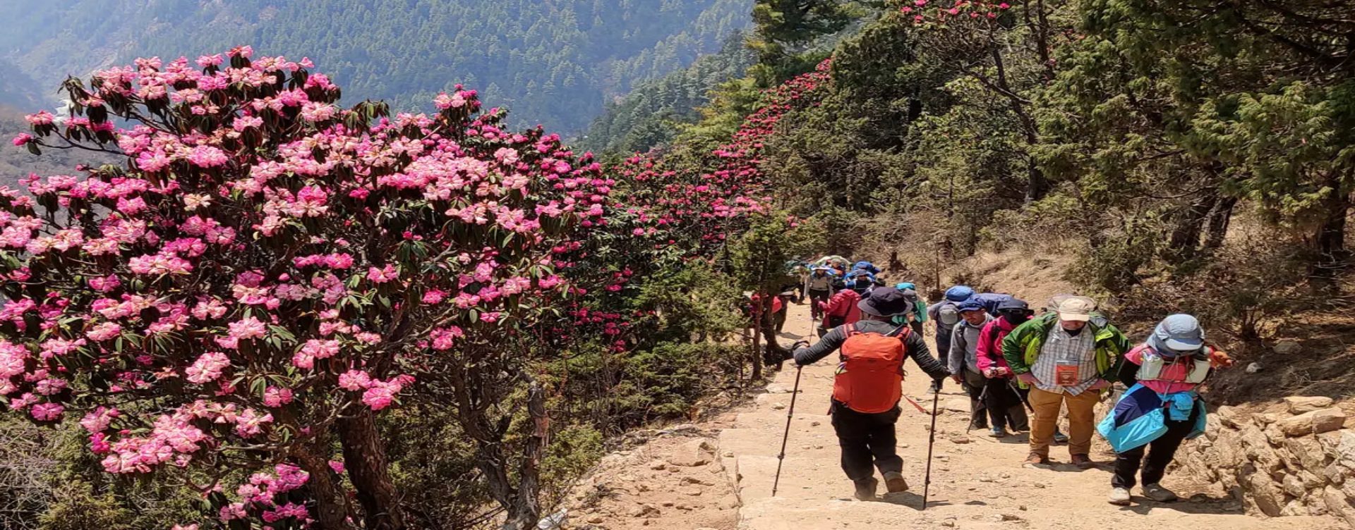 Blooming rhododendron forest on the Everest Khumbu trail in spring