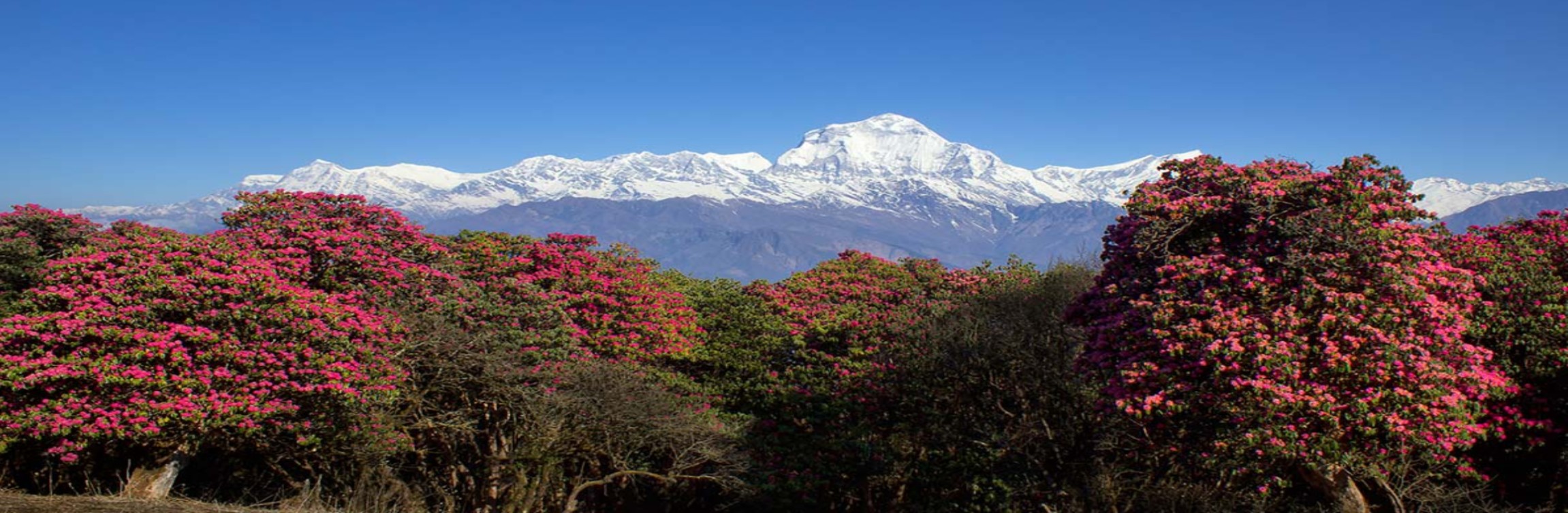 Blooming rhododendron forest along the Annapurna Base Camp trail in spring