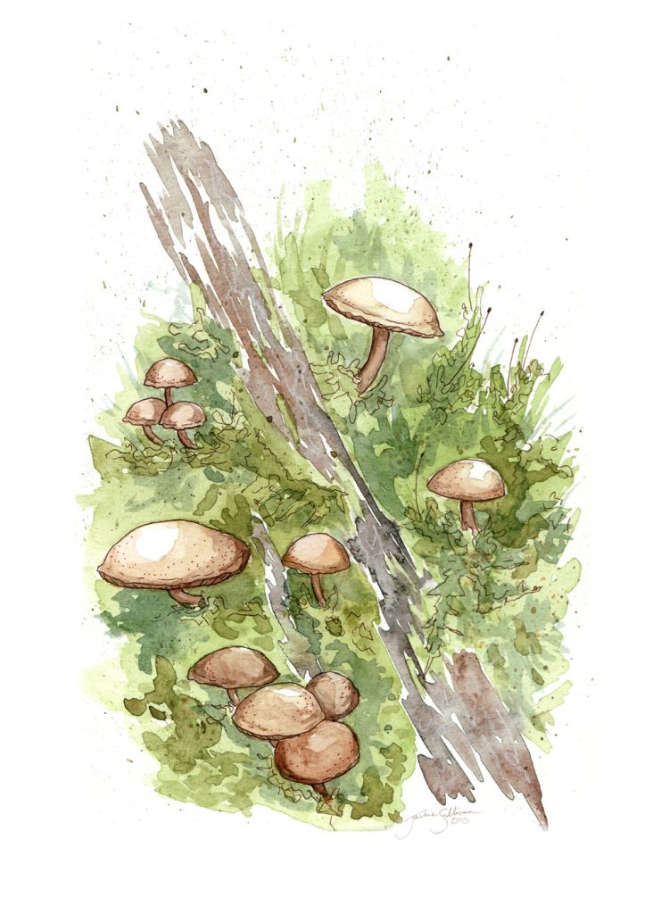 Forest Mushrooms