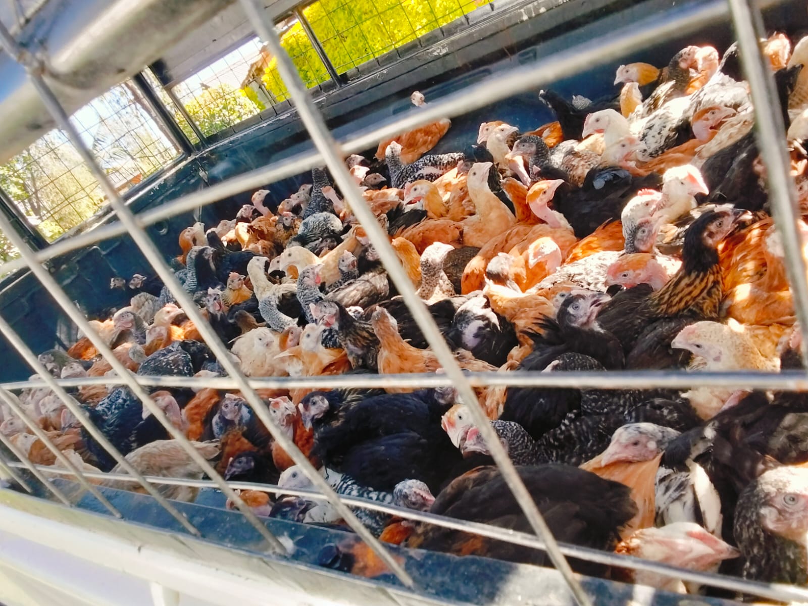Chickens and Ornamental Birds