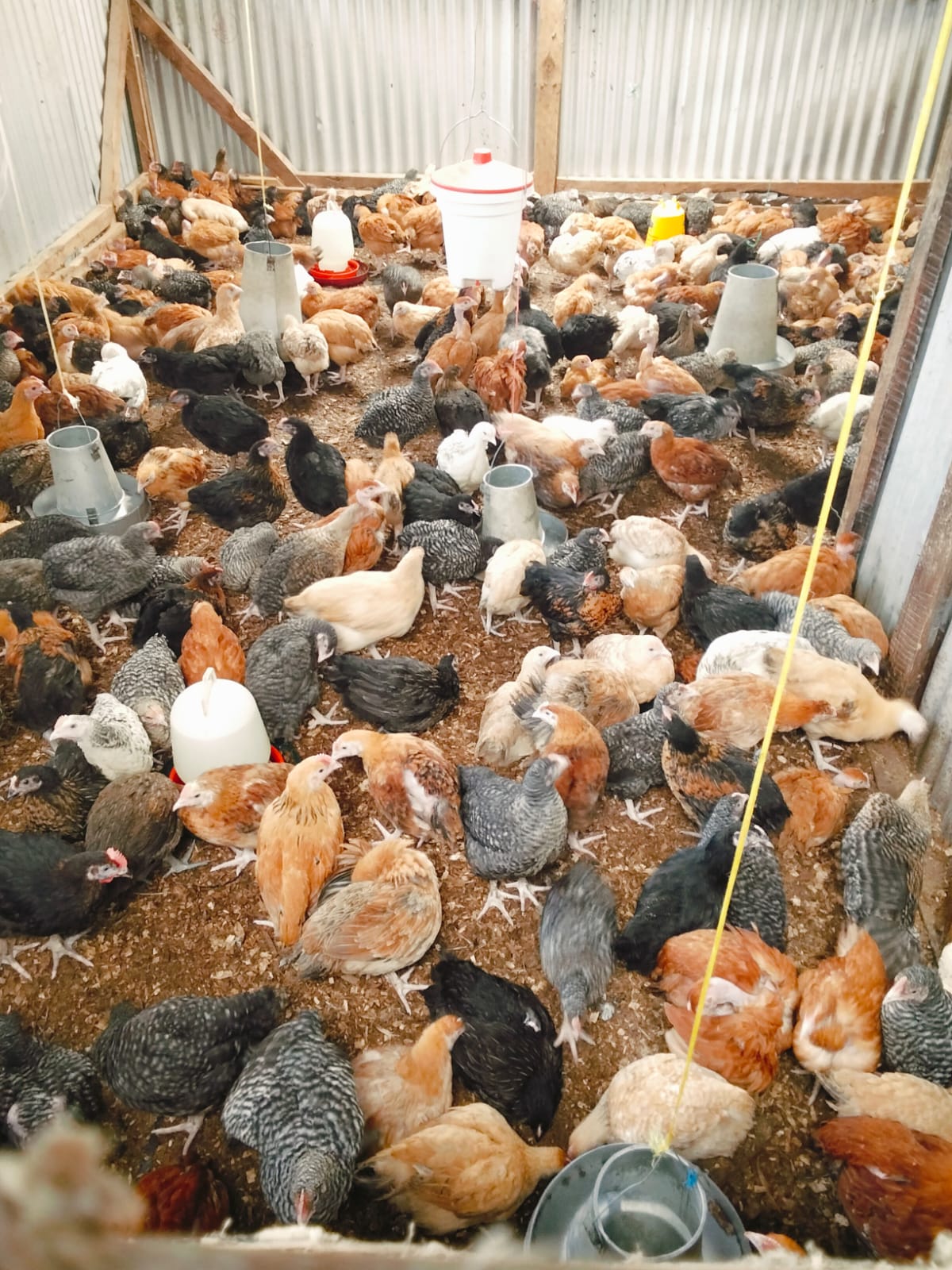 Premium Poultry Farming