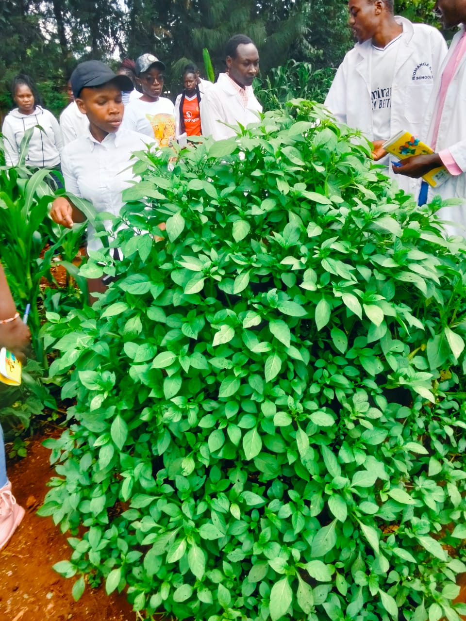 Agro-Processing