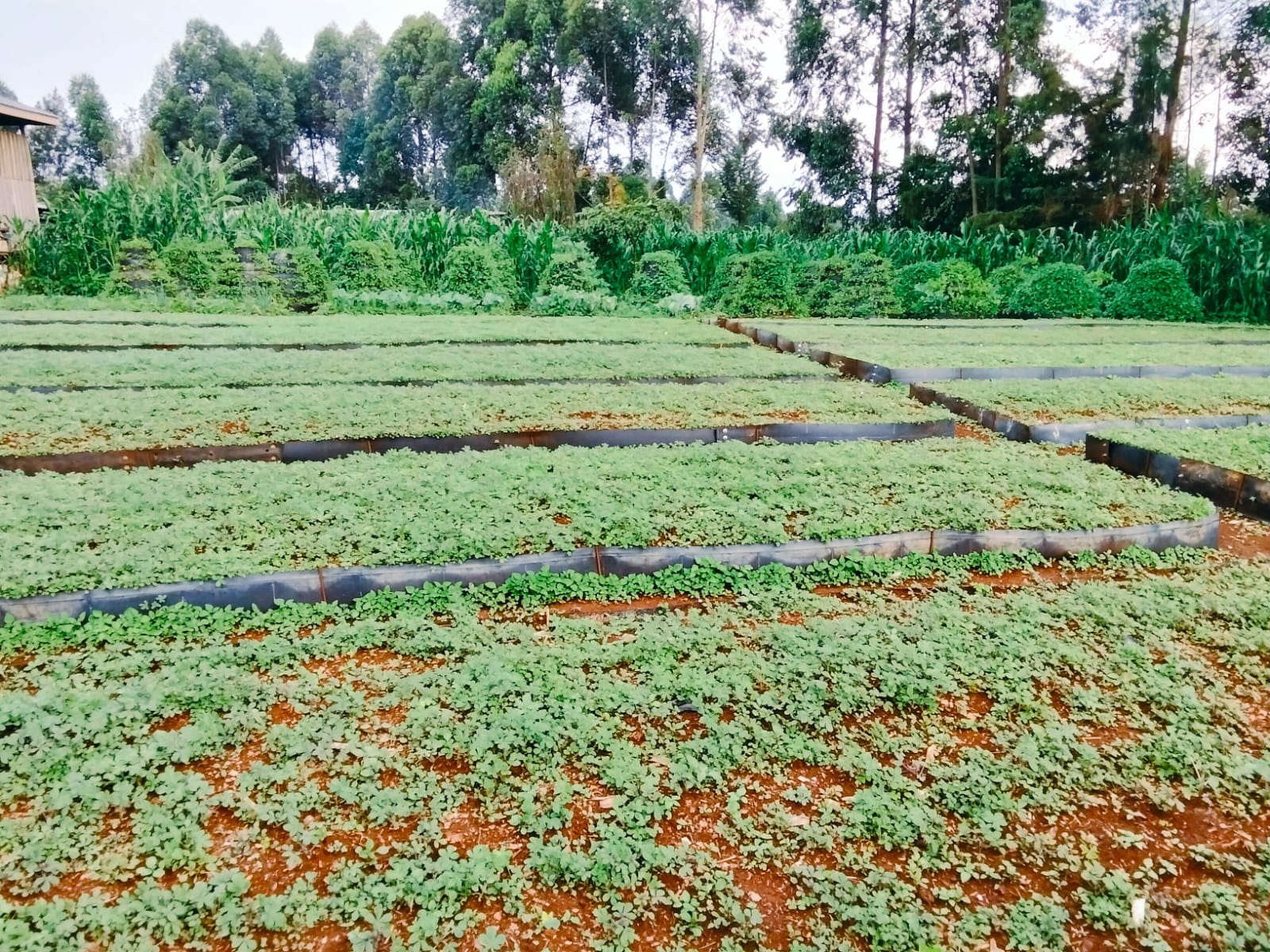 Organic Farming - Vegetable Gardens