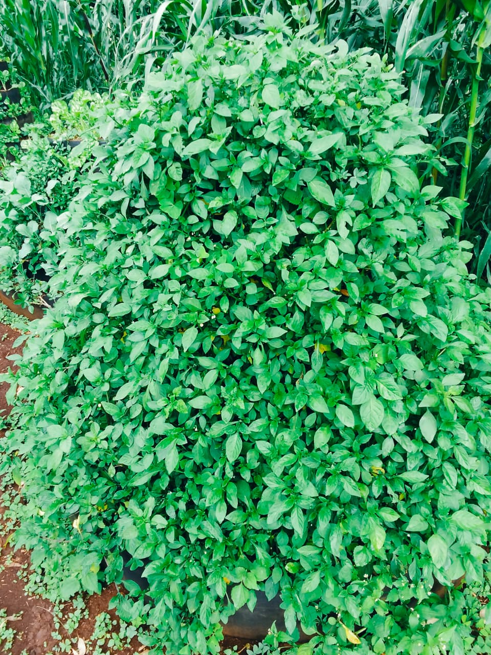 ORGANIC FARMING