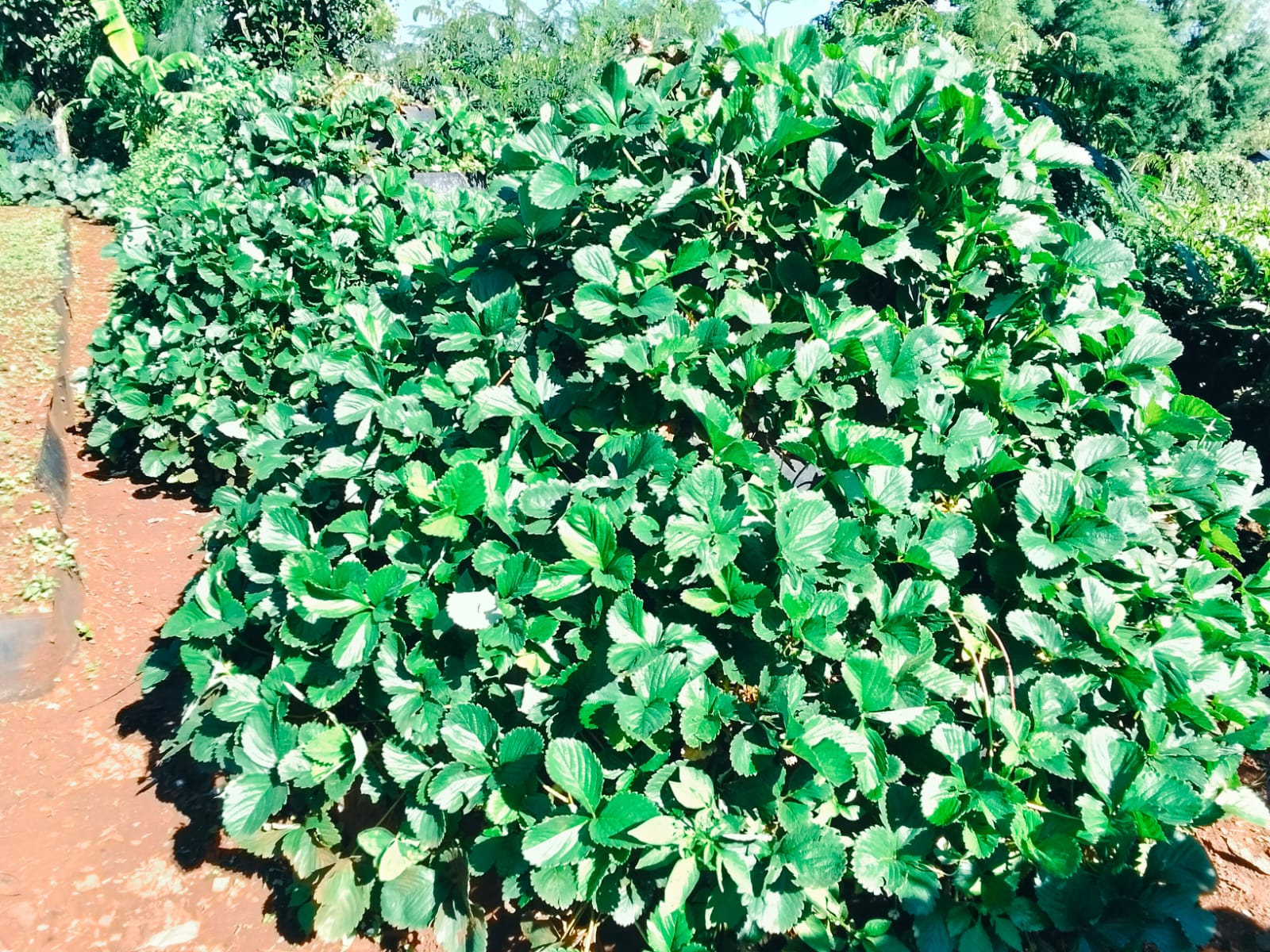 Agri-Tech Solutions - Vertical Gardens