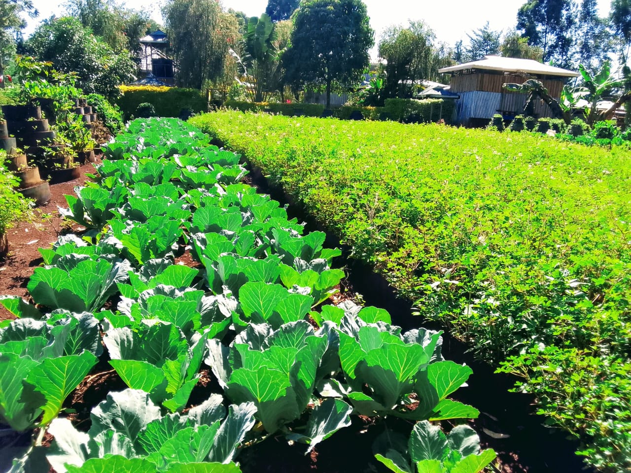SUSTAINABILITY