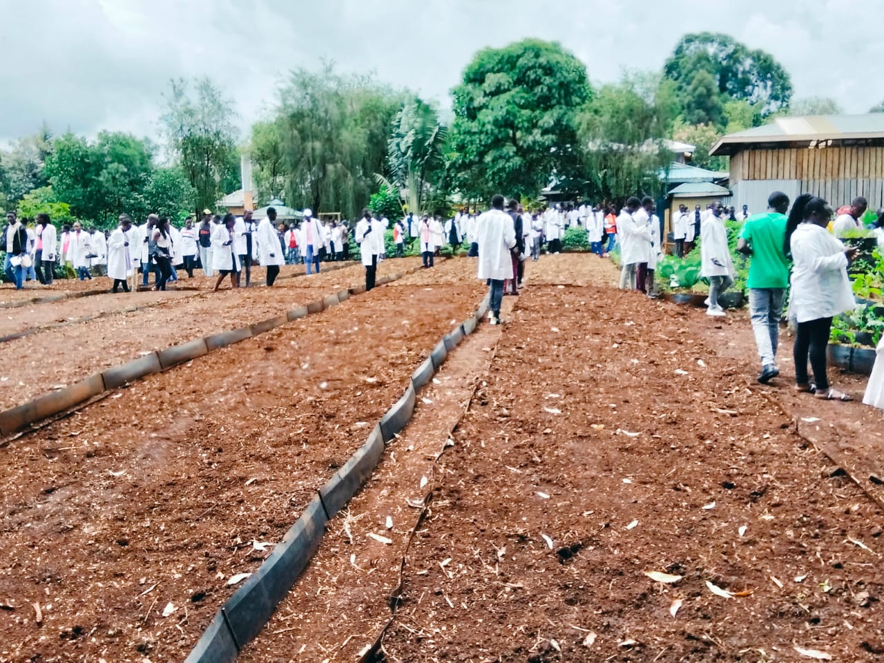 Seedlings & Nursery