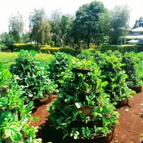 Palace Farm