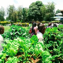 Palace Farm