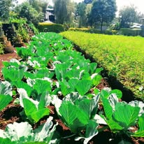 Palace Farm