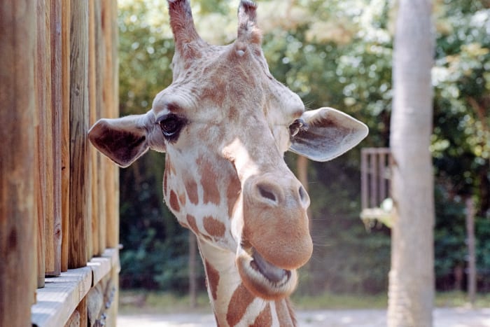 upclose of giraffe face