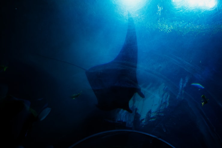 silhouette from below of a manta ray swimming over an aquarium tunnel