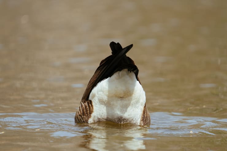 a ducks rear-end sticking up out of the water