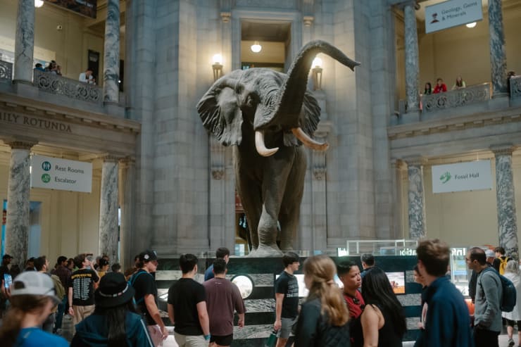 a life size representation of an african elephant stands high in the middle of the smithsonian natural history museum's lobby, surrounded by people