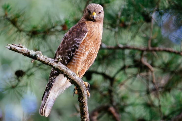 a red shouldered-hawk looks directly at the camera while perched on the branch of a pine tree