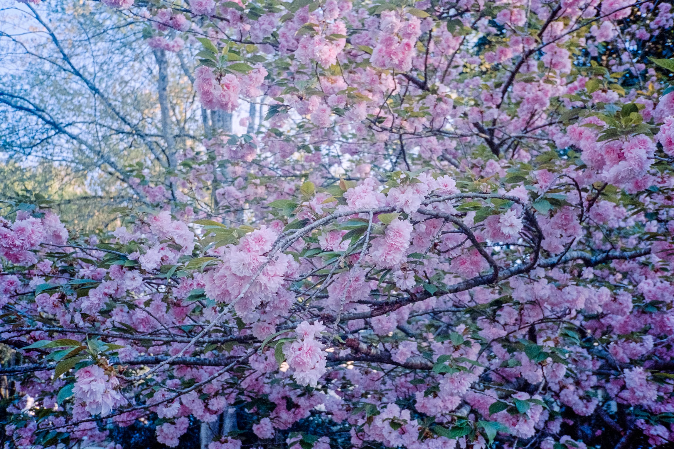 photo of tree with pink flowers