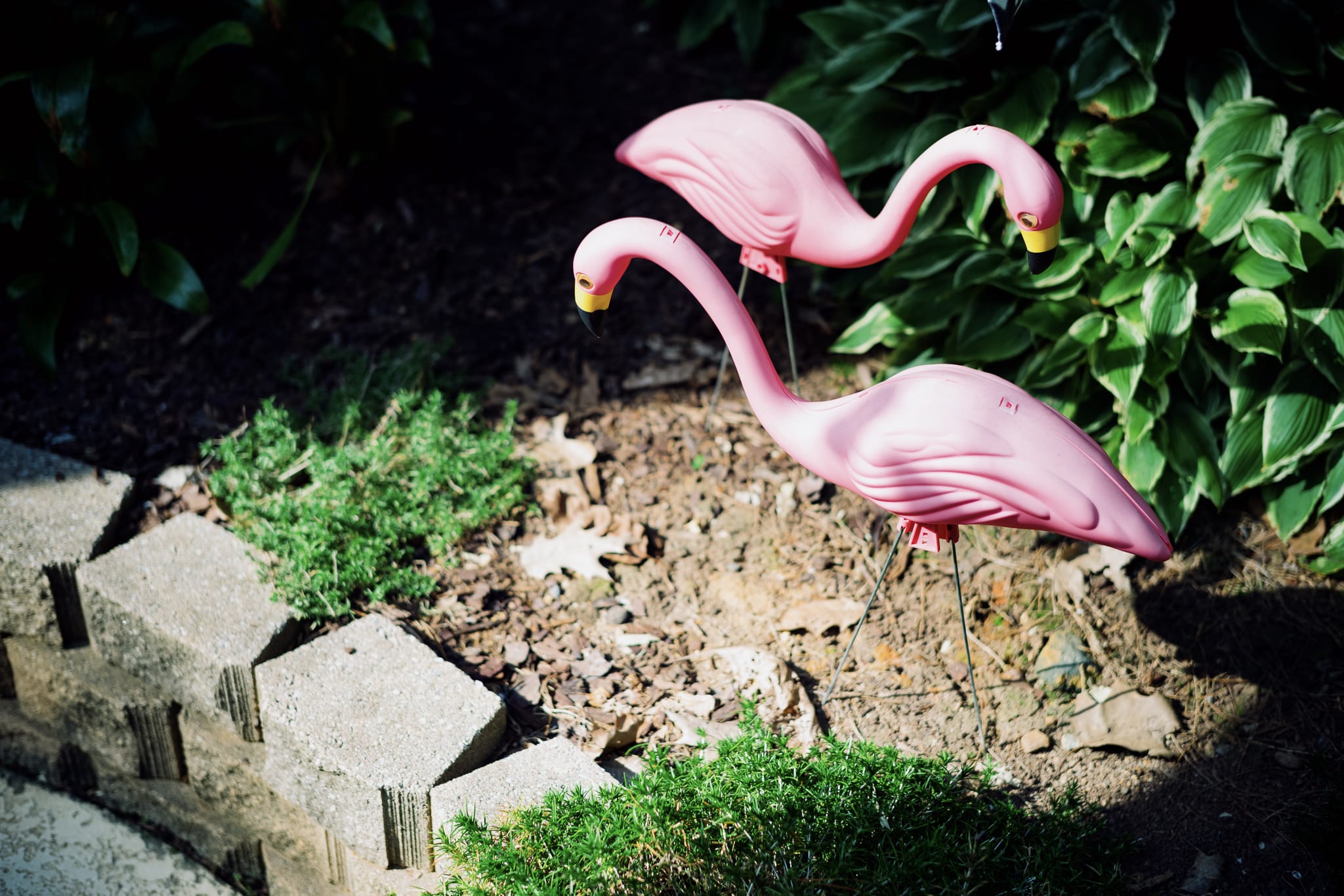 a pair of plastic pink flamingos basking in the sun