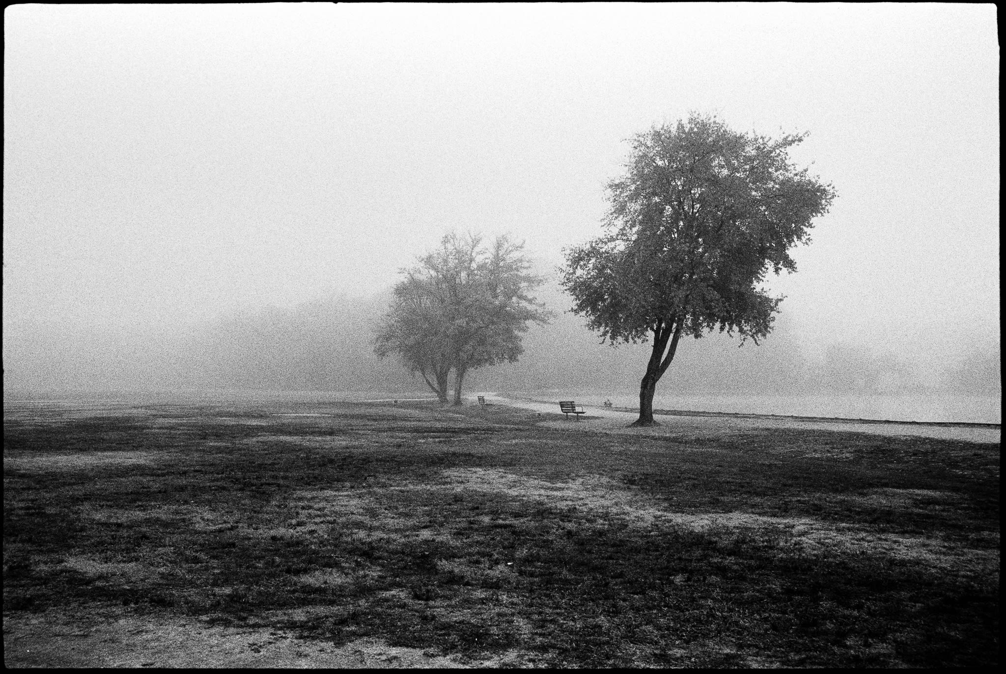 foggy view of two trees near the edge of a pond. there are two benches between the trees