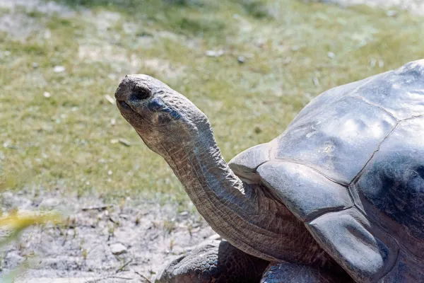 tortoise