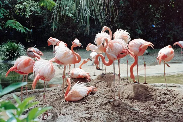 flamingos on a mound of dirt