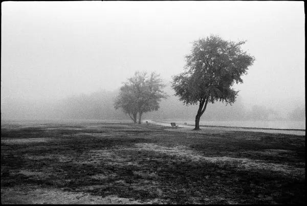 foggy view of two trees near the edge of a pond. there are two benches between the trees