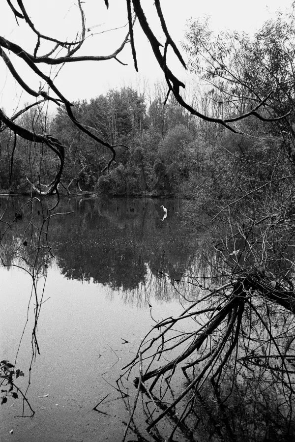 a crane bird sitting in a swampy body of water viewed through wirey tree limbs