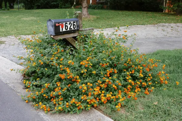 a mailbox at the end of a driveway surrounded by dense marigolds
