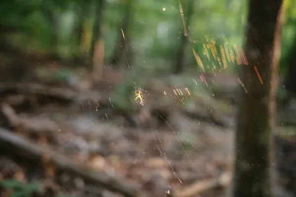 a small spider sits in the center of its web