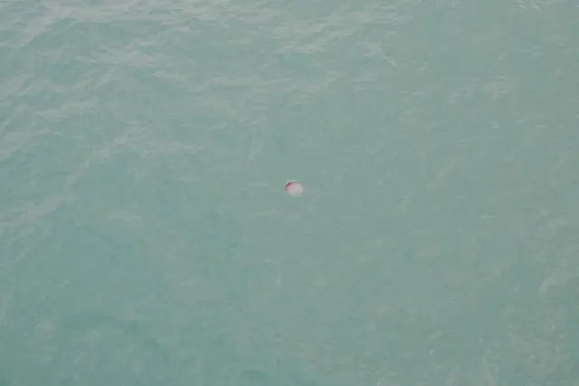 a lone jelly fish floats in the water
