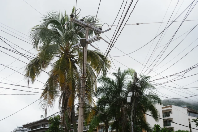 Palm trees next to power poles with many cables going in all directions.