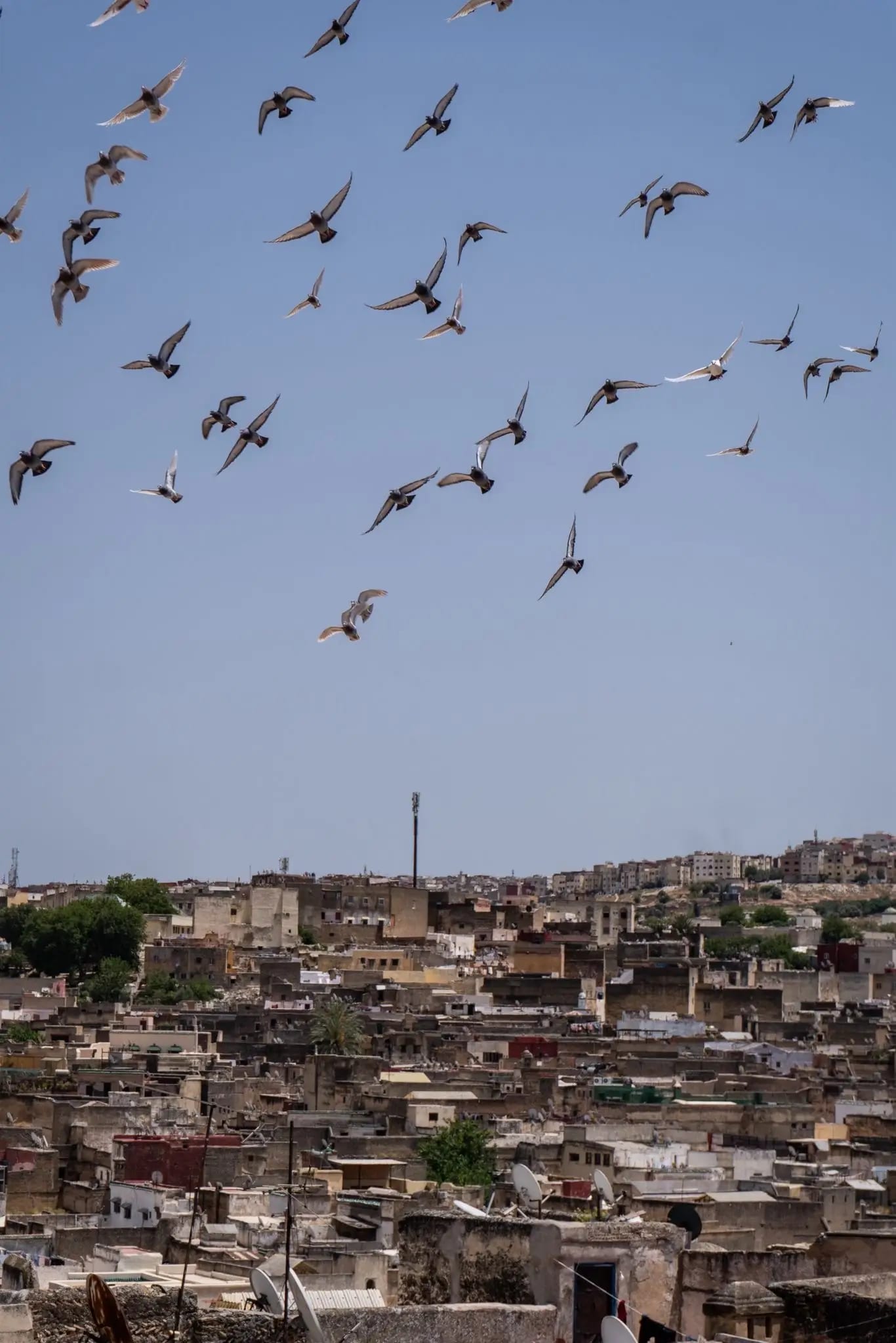 Birds flying over the rooftops of the ancient Fez medina