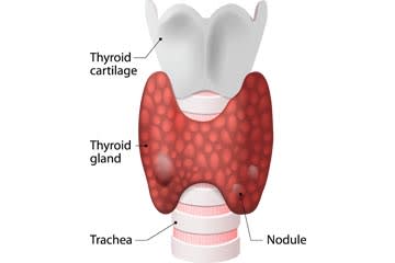 How Your Thyroid Works | Mather Medical Group