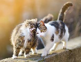 Two cats with their heads together. 