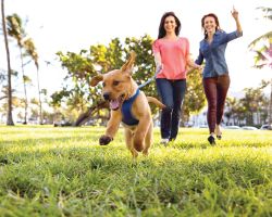 A dog runs on a leash followed by two women.
