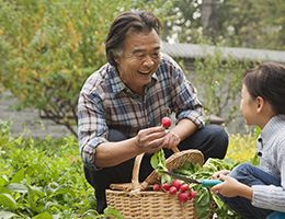 A grandfather picking radishes with his granddaughter.