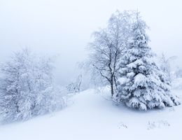  Trees with snow