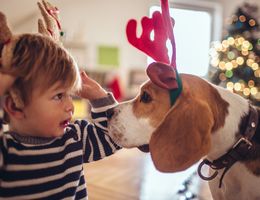 A beagle wearing antlers sniffs a toddler wearing antlers.