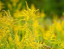 A field of ragweed in bloom.