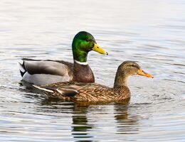  A male and female duck swim.